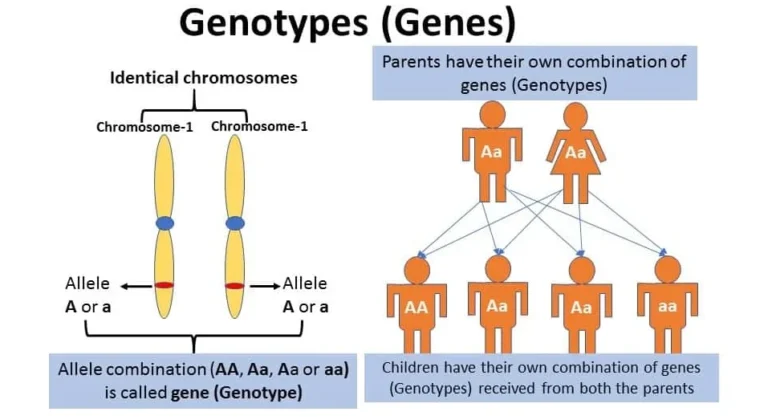 Genotype Example