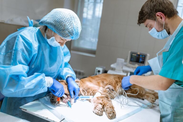 The Financial Health Check: Key Metrics Lenders Look for in Veterinary Practice Lending Applications Veterinary Practice Lending